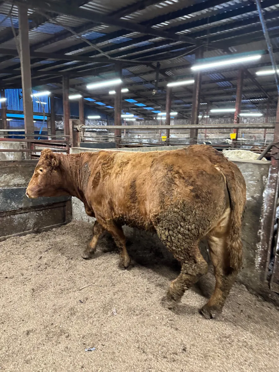 Lim outfit - Image 2