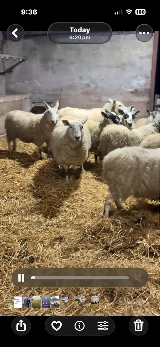 16 texel and mule springing ewes - Image 1