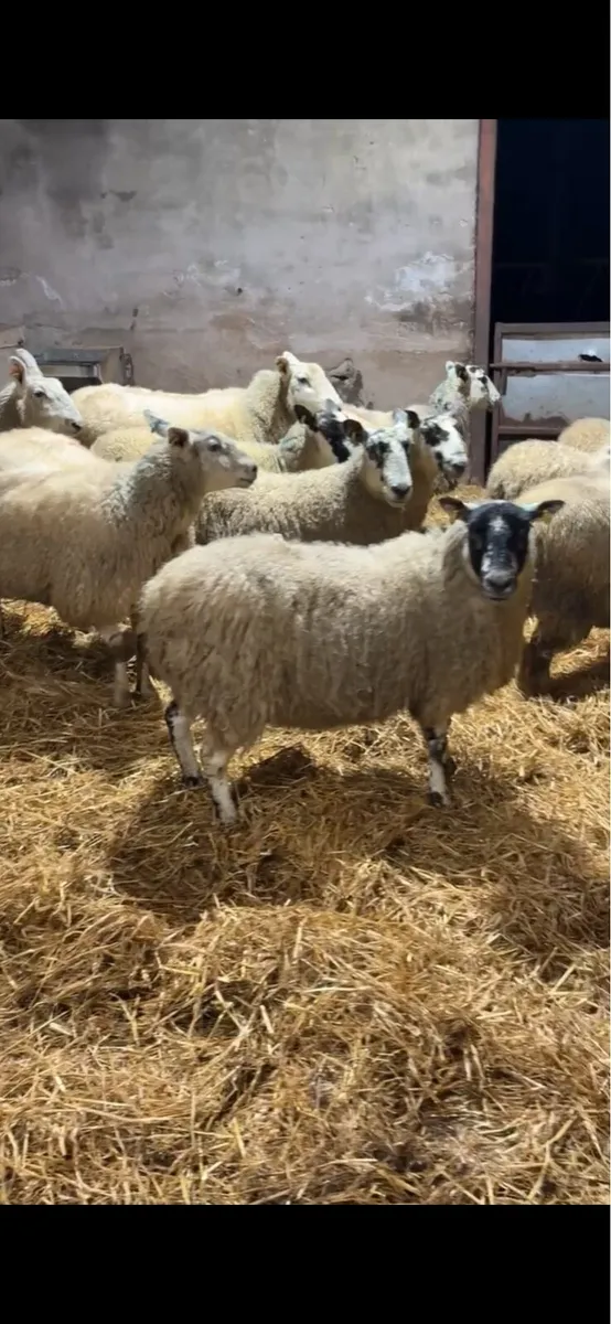 16 texel and mule springing ewes - Image 2