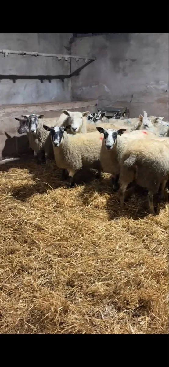 16 texel and mule springing ewes - Image 3