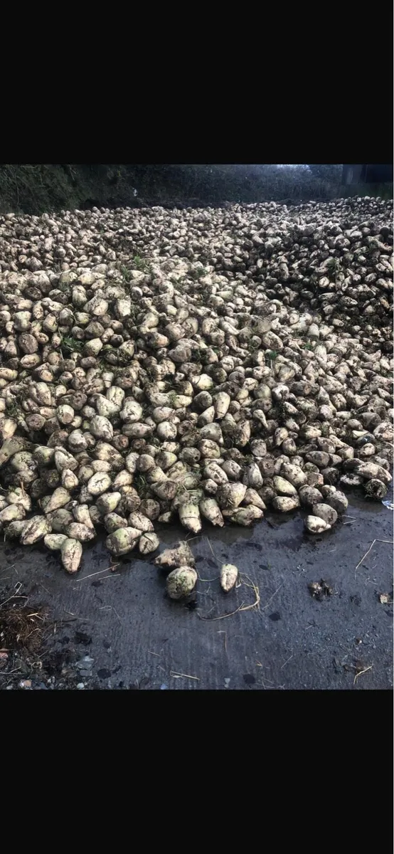 Fodder Beet - Image 1