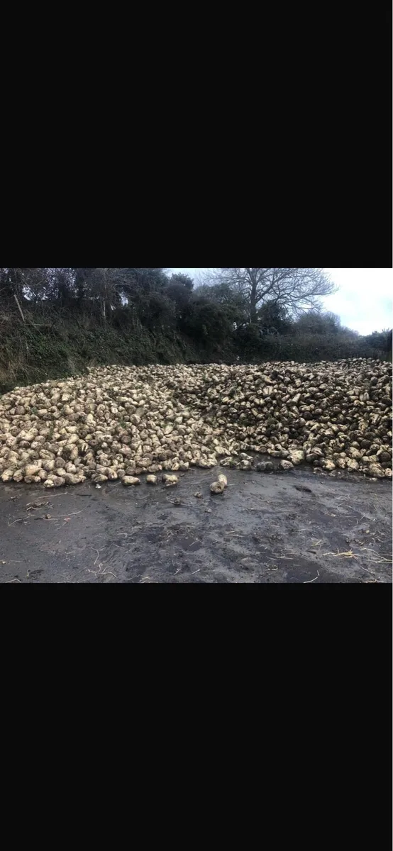 Fodder Beet - Image 2