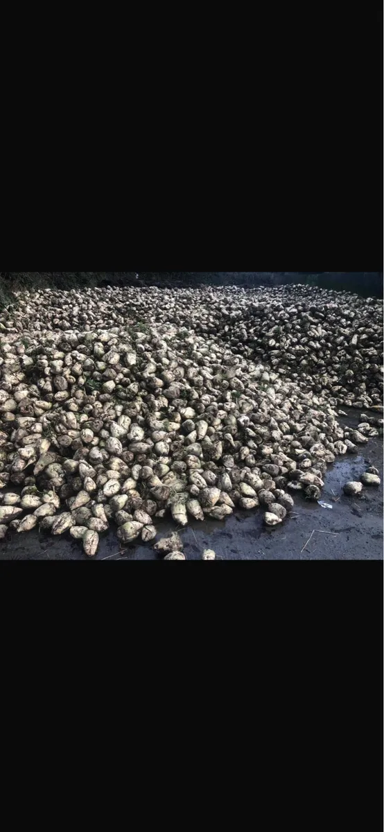 Fodder Beet - Image 3