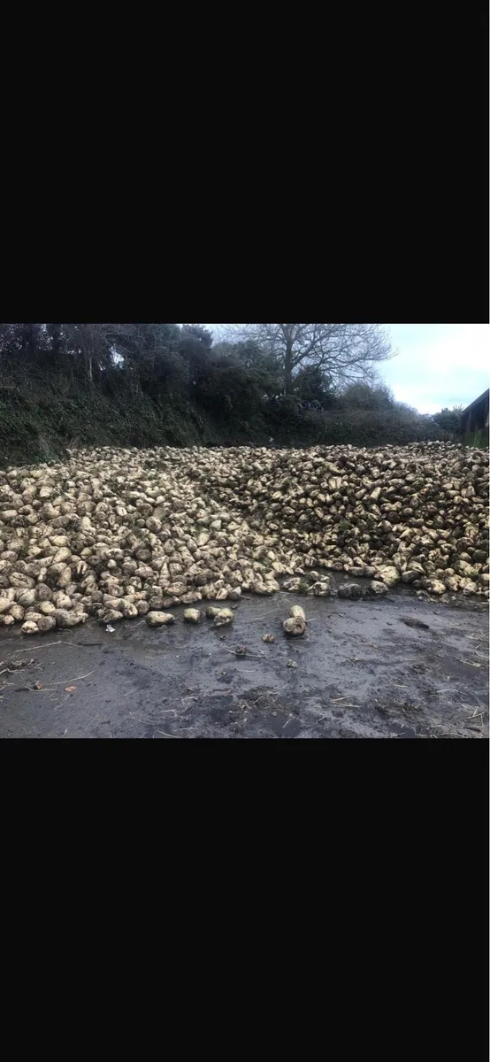Fodder Beet - Image 4