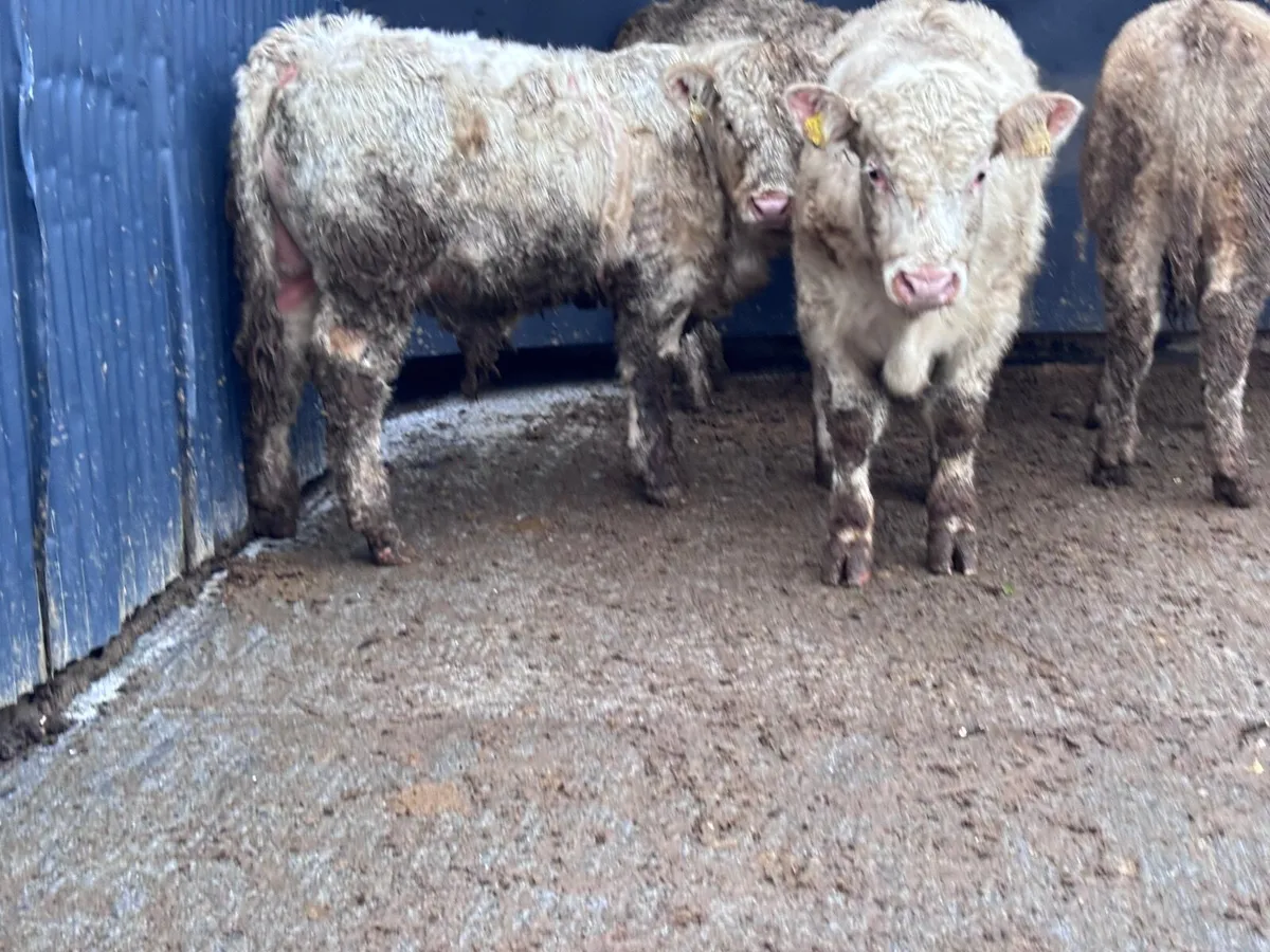4 top quality Charlaois bull Weanlings for sale - Image 3
