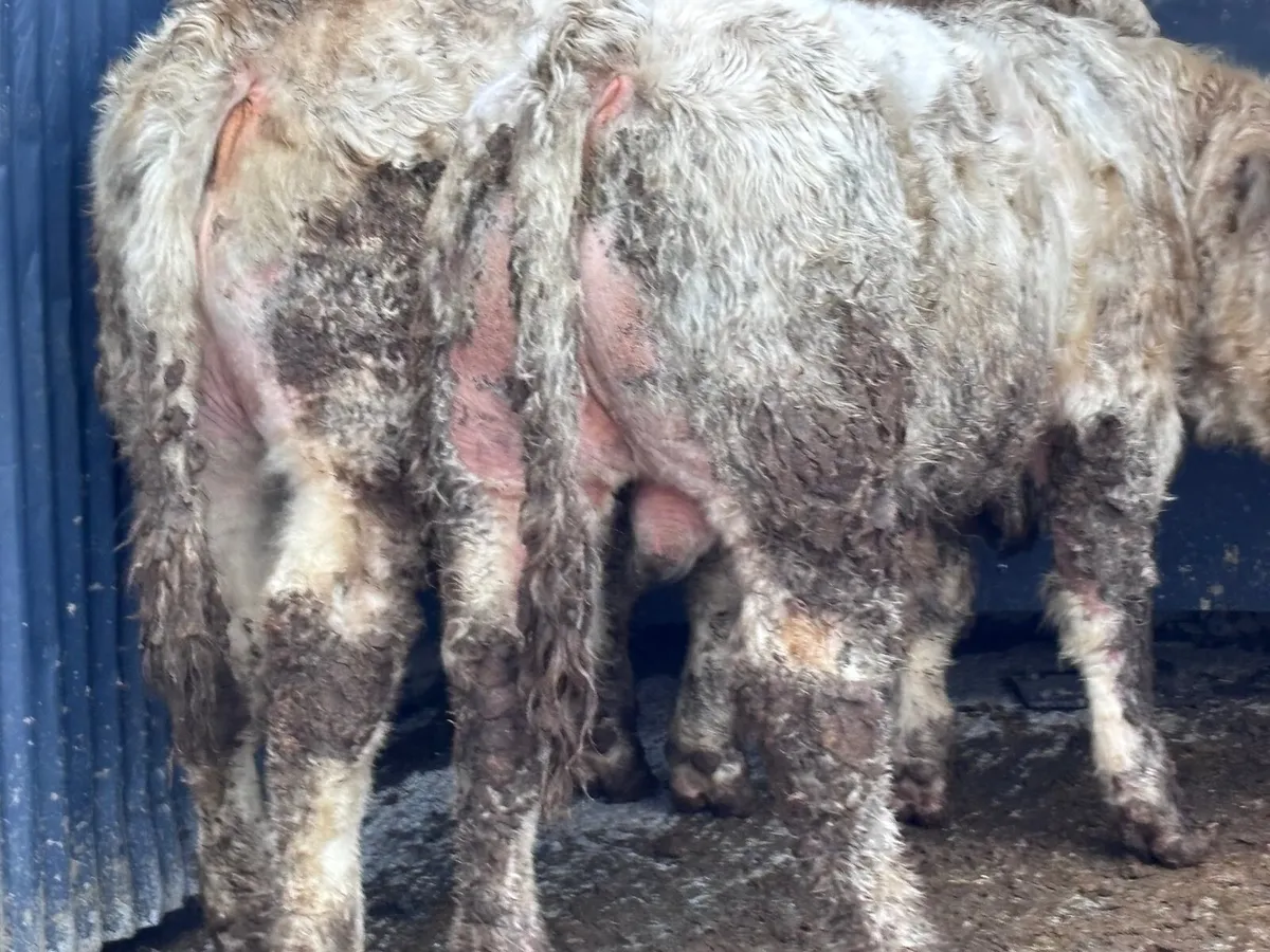 4 top quality Charlaois bull Weanlings for sale - Image 4