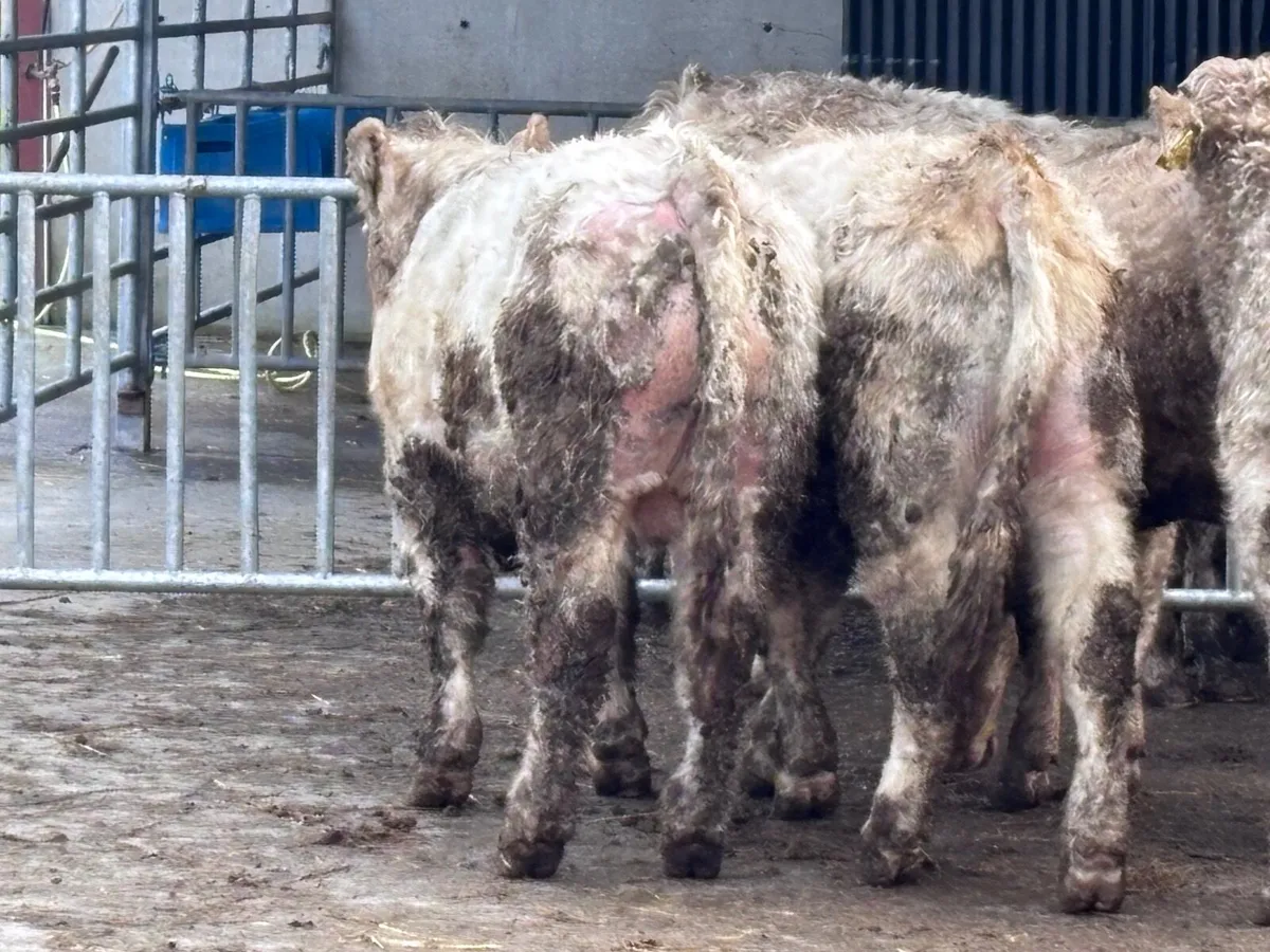 4 top quality Charlaois bull Weanlings for sale - Image 2