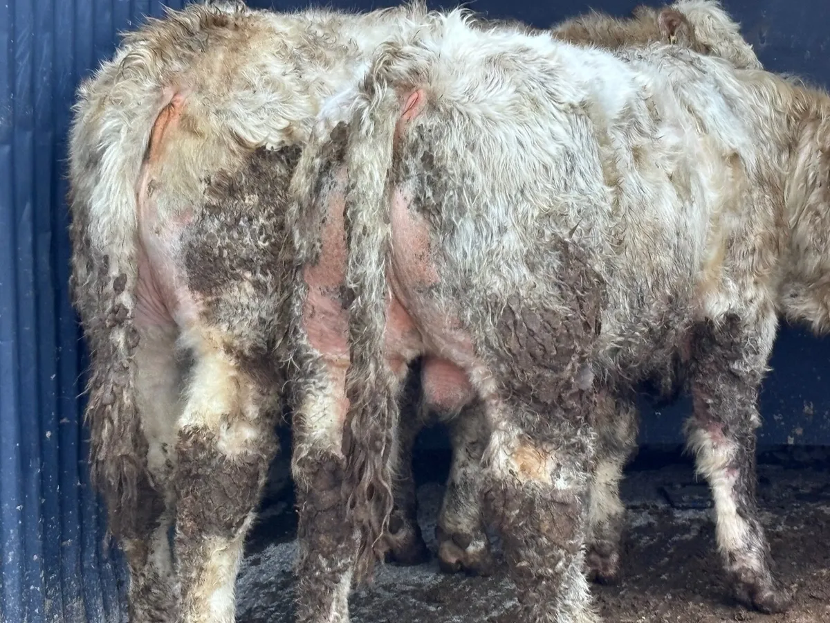 4 top quality Charlaois bull Weanlings for sale - Image 1