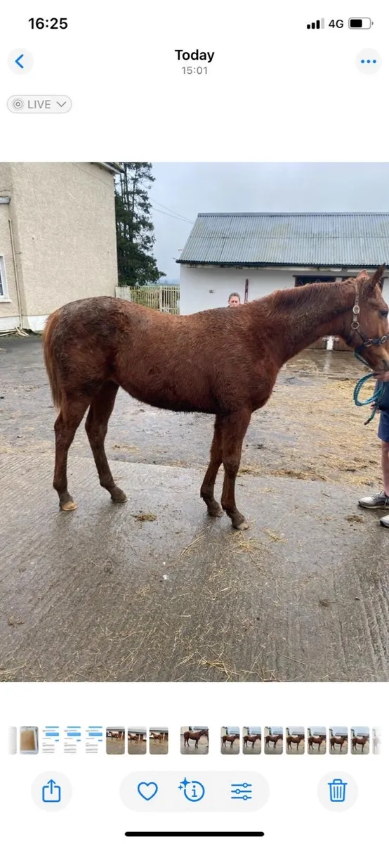 National hunt colt yearling - Image 2