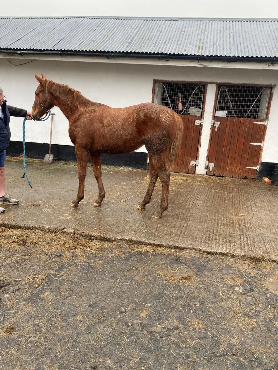 National hunt colt yearling - Image 1