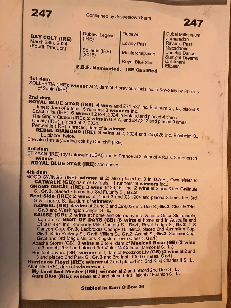 National hunt colt yearling - Image 3