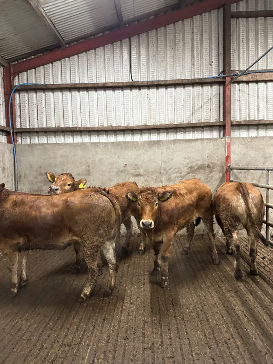 Pbnr Parthenaise heifers - Image 1