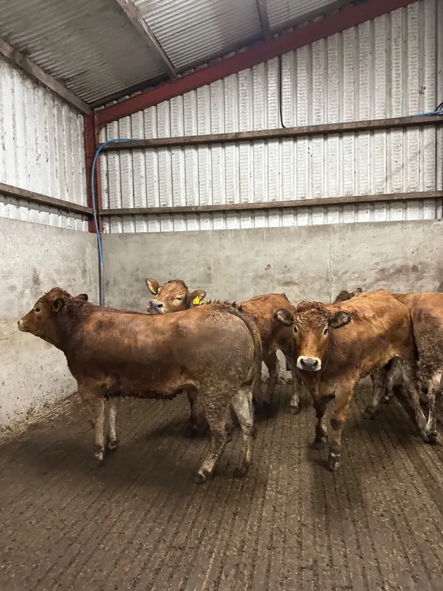 Pbnr Parthenaise heifers - Image 2