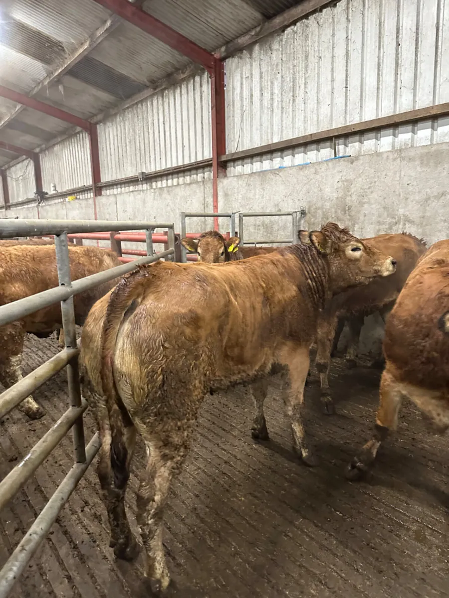 Pbnr Parthenaise heifers - Image 4