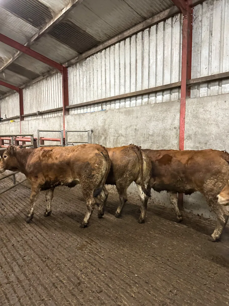 Pbnr Parthenaise heifers - Image 3