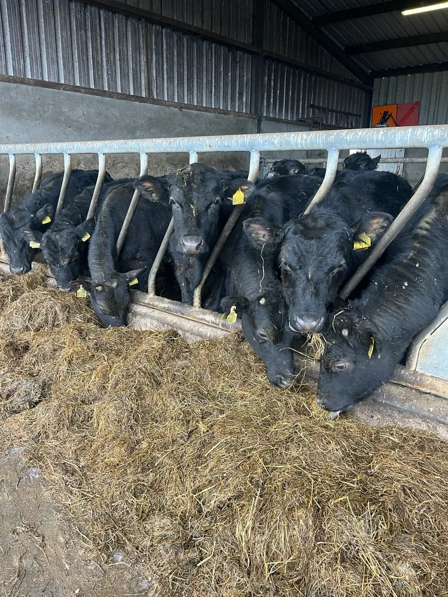 Angus Bulls / Bullocks - Image 1