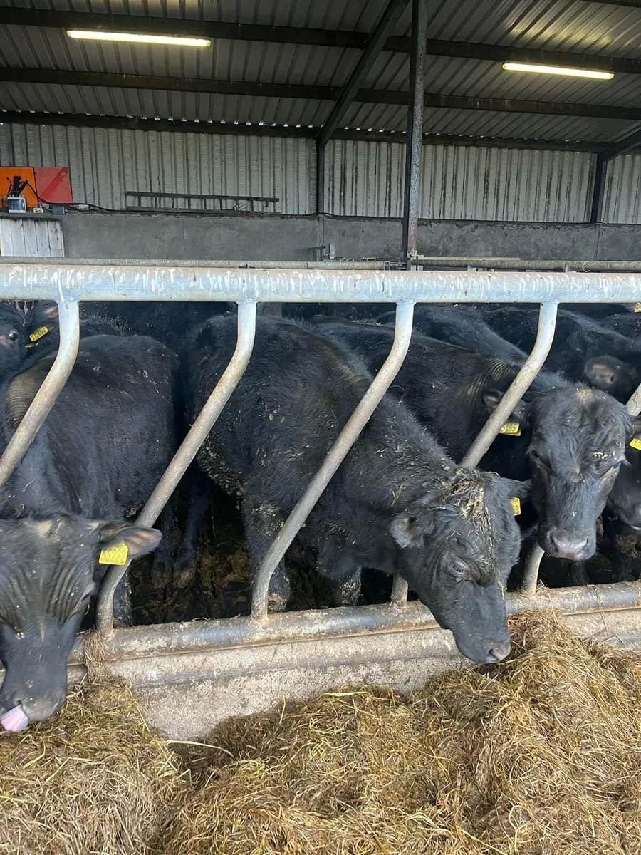 Angus Bulls / Bullocks - Image 2