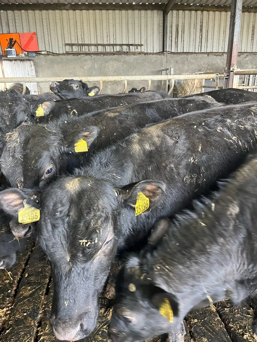 Angus Bulls / Bullocks - Image 3