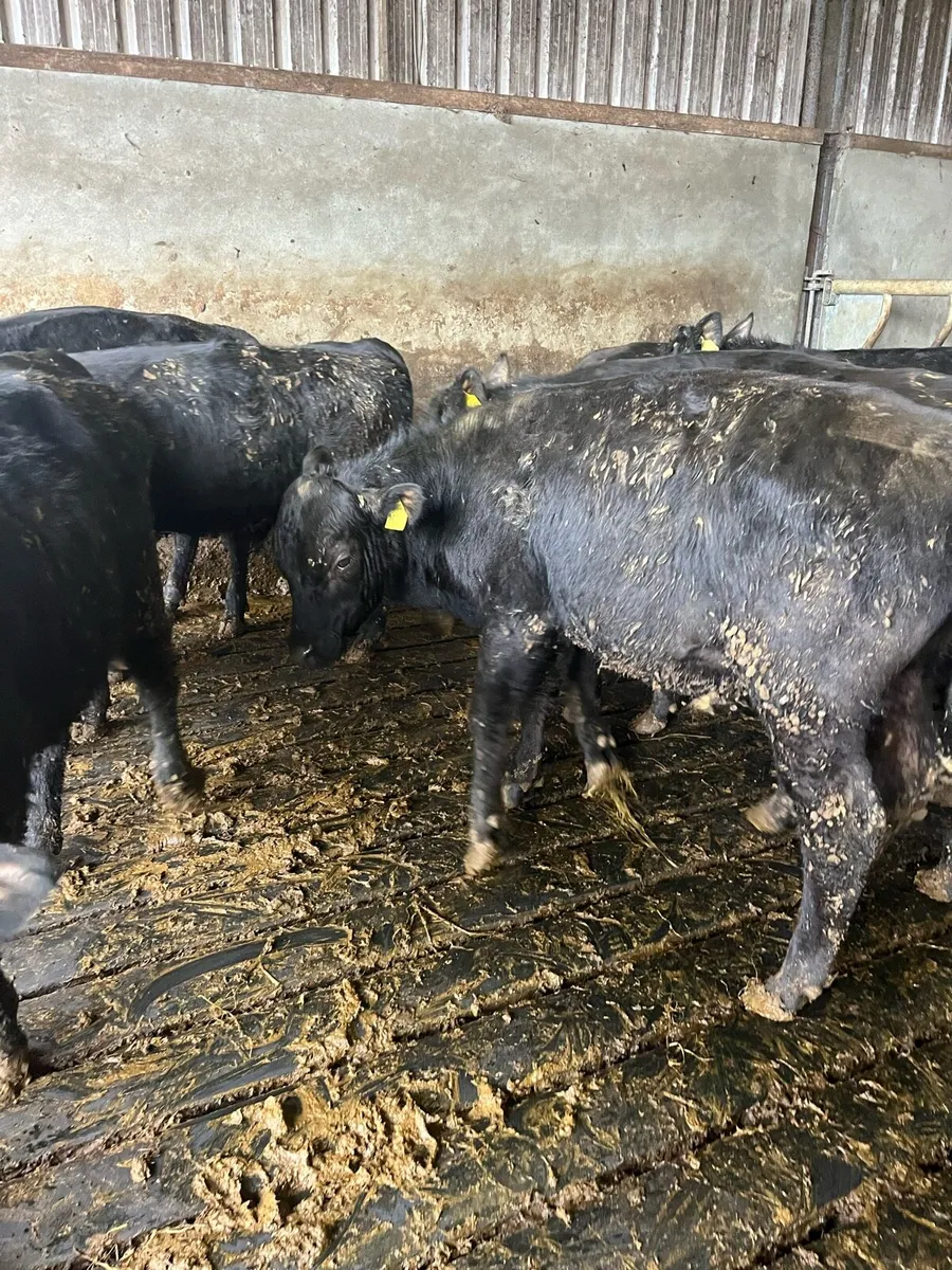 Angus Bulls / Bullocks - Image 4