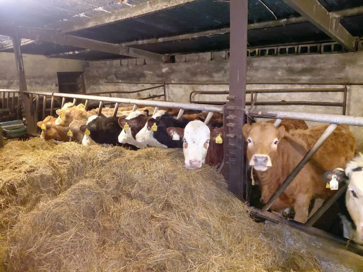 Bulls and heifers - Image 1