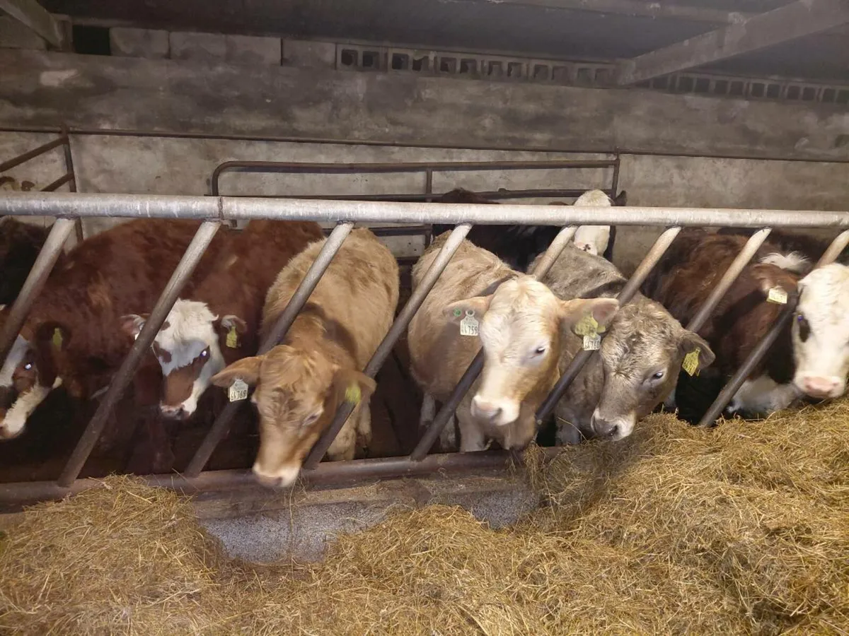 Bulls and heifers - Image 2