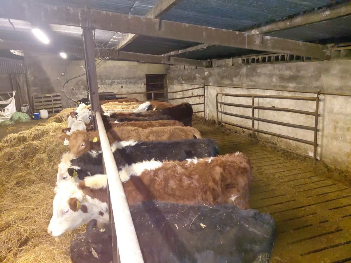 Bulls and heifers - Image 3