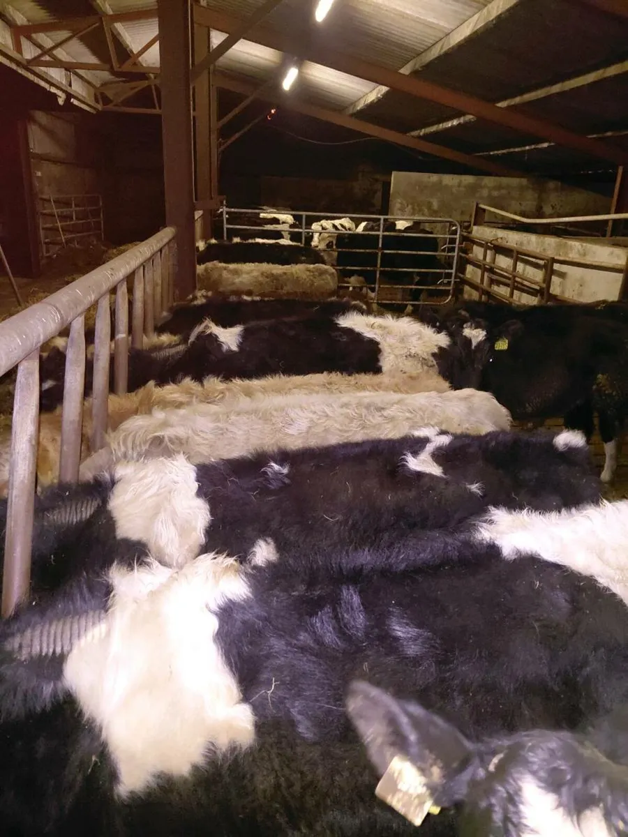 Bulls and heifers - Image 4