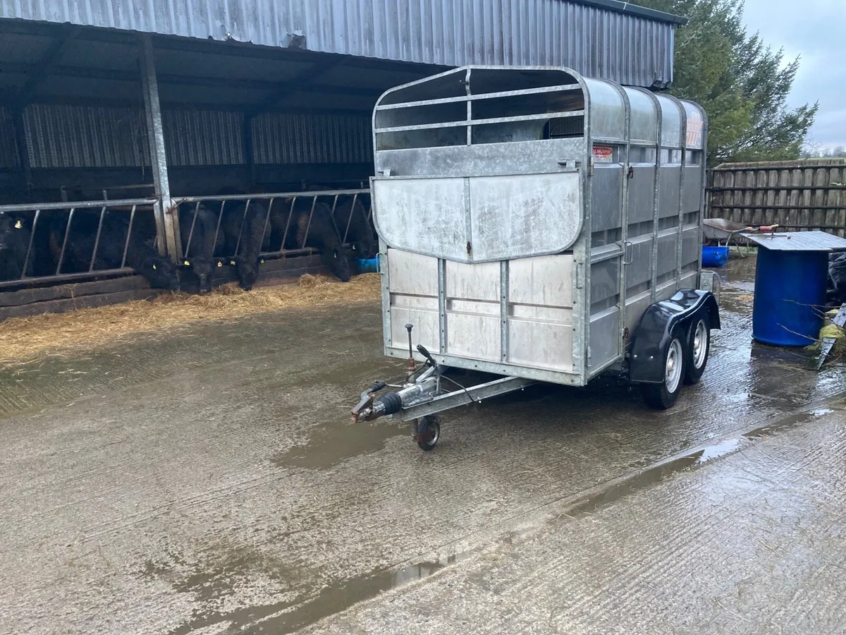 Murphy 2cow car trailer - Image 3