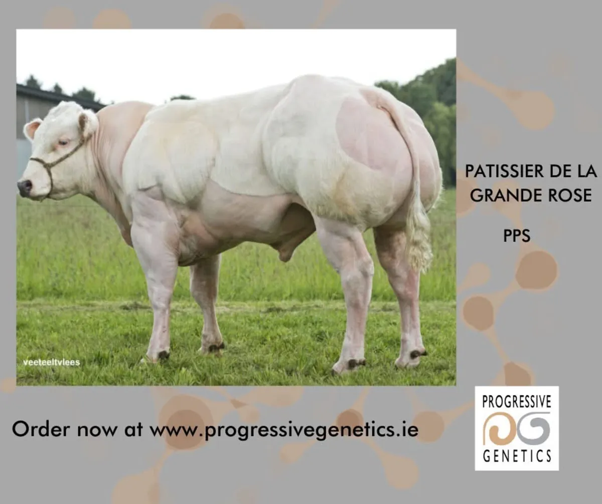 Breeding/Show Heifer - Image 4