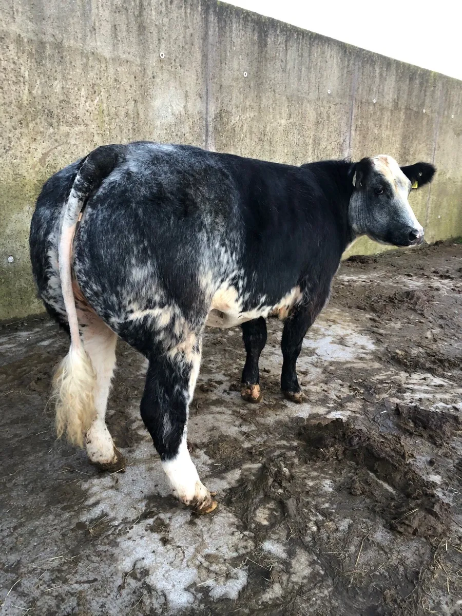 Breeding/Show Heifer - Image 2