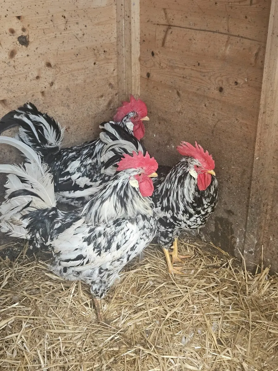 Exchequer leghorn roosters - Image 1