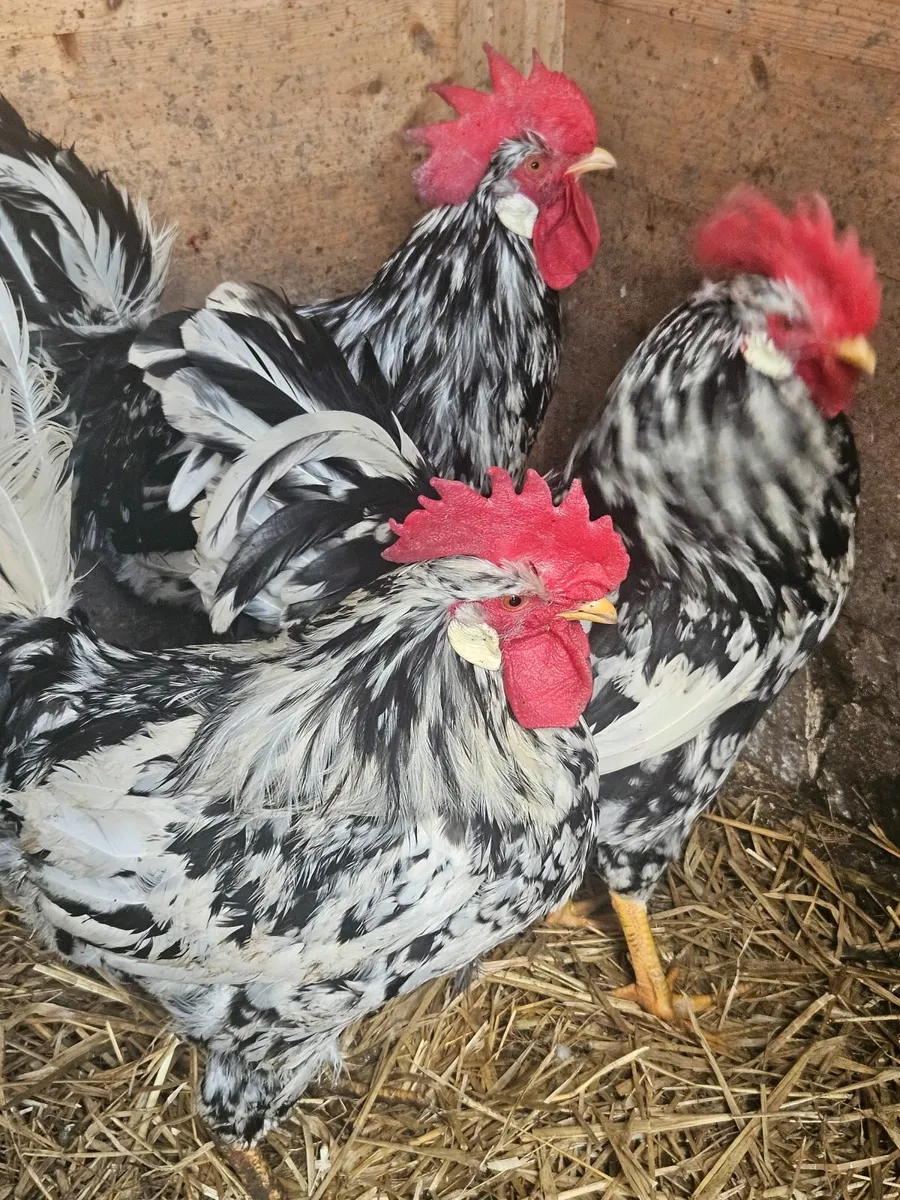 Exchequer leghorn roosters - Image 2