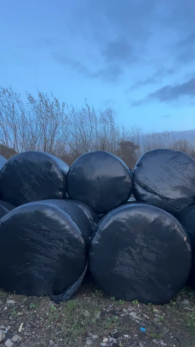 Silage bales - Image 1