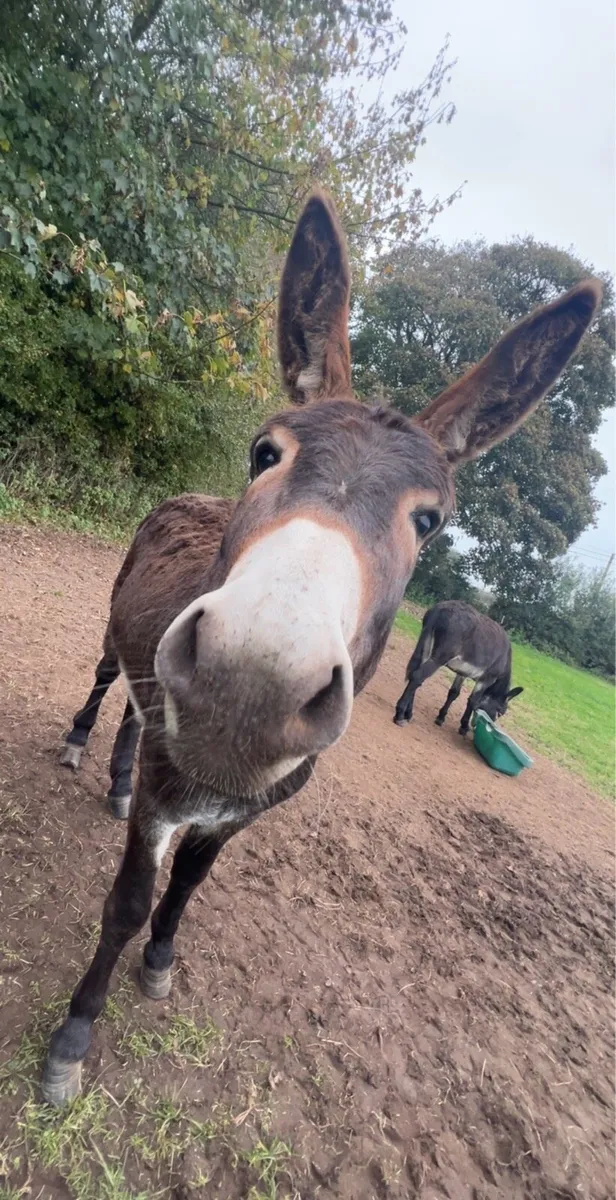 2 male donkeys - Image 1
