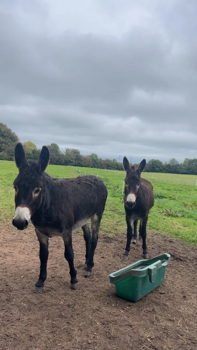 2 male donkeys - Image 2