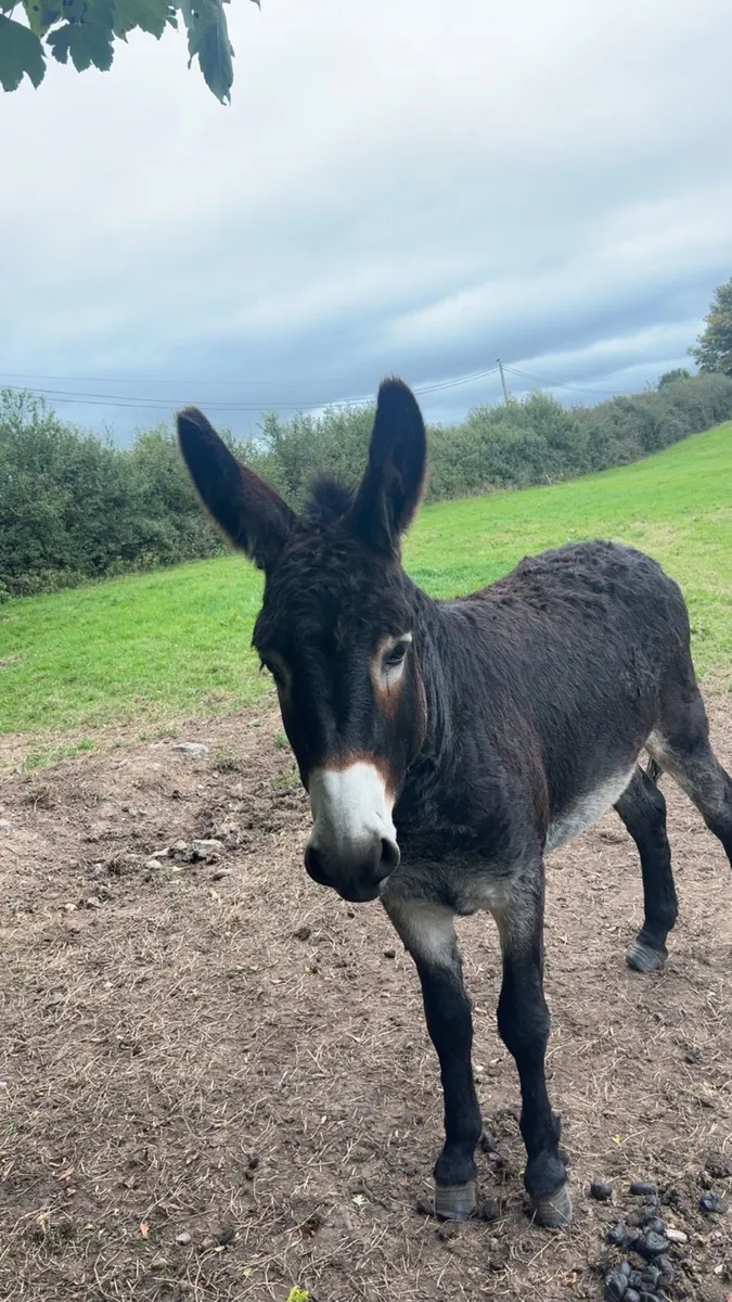 2 male donkeys - Image 3