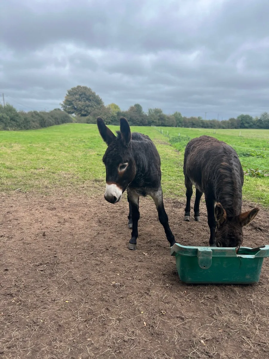2 male donkeys - Image 4