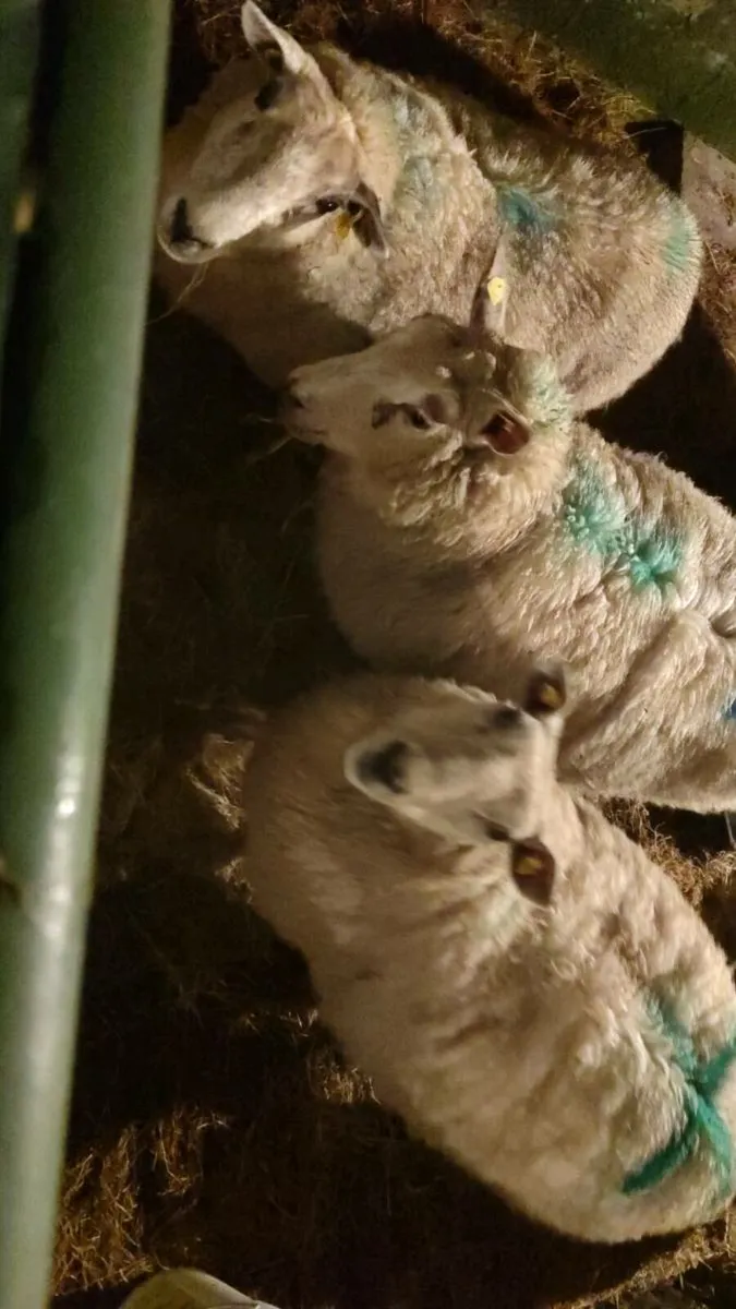 4 in lamb ewes for sale - Image 1