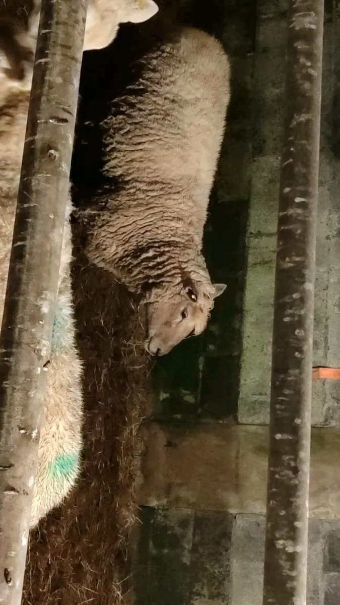4 in lamb ewes for sale - Image 2