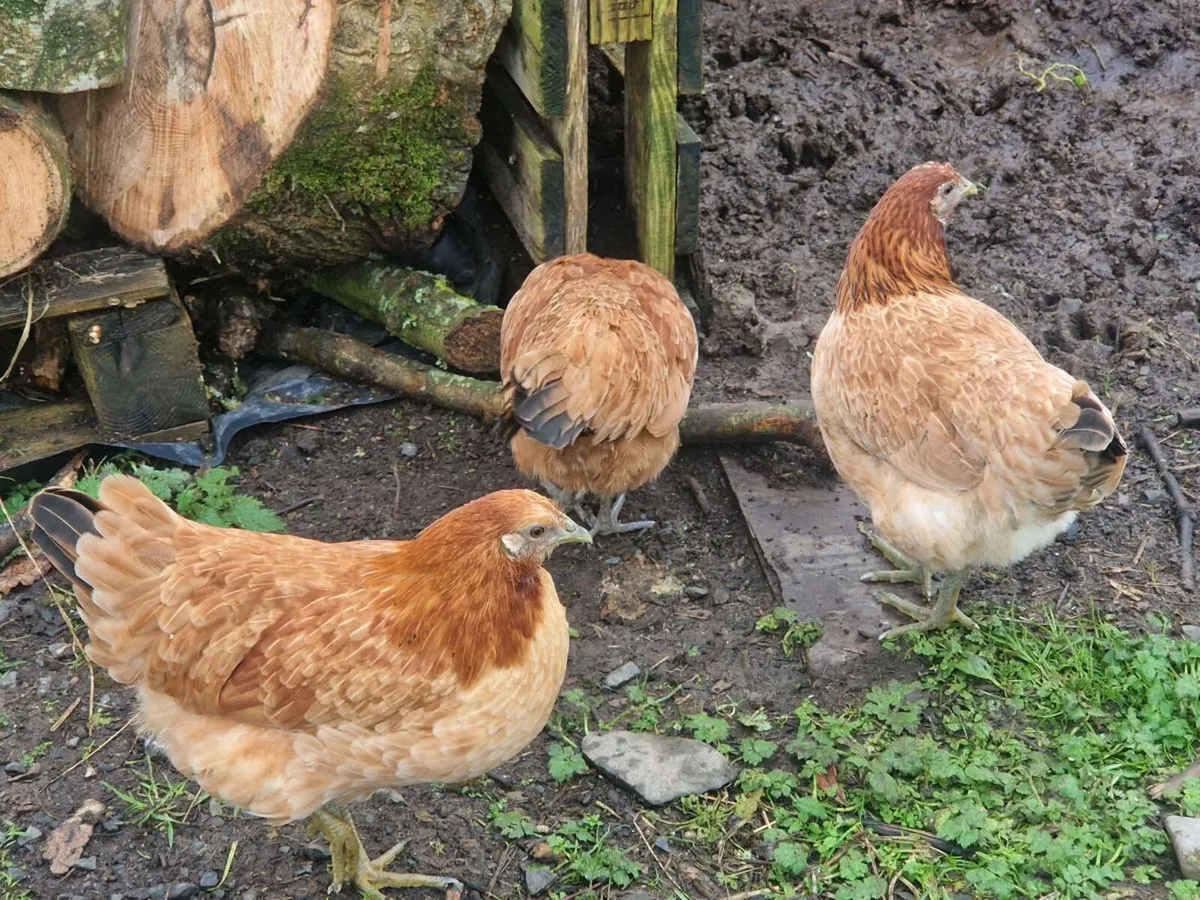 Laying hens, hatched in July. Good layers.