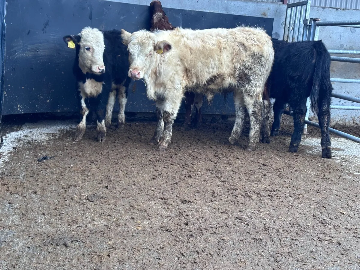 4 bull Weanlings for sale @€975 - Image 3