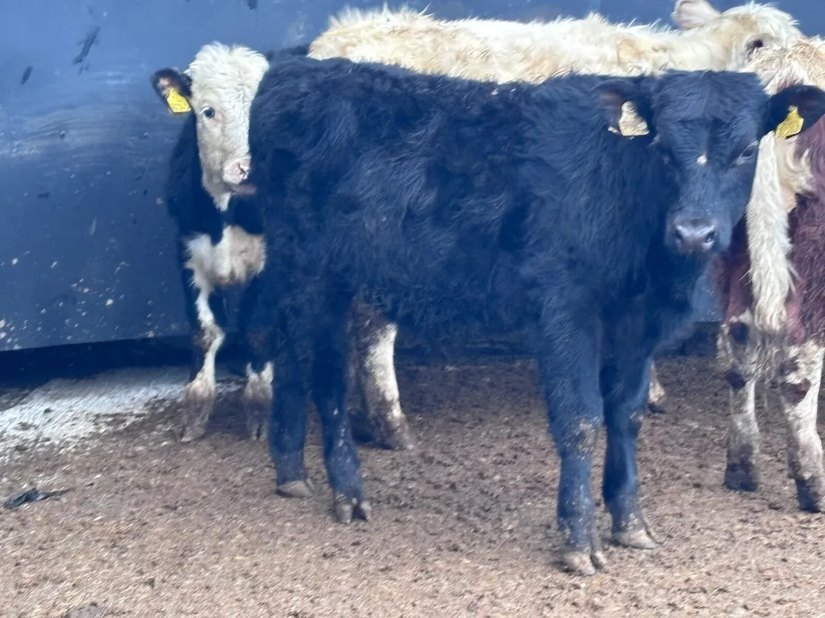 4 bull Weanlings for sale @€975 - Image 1