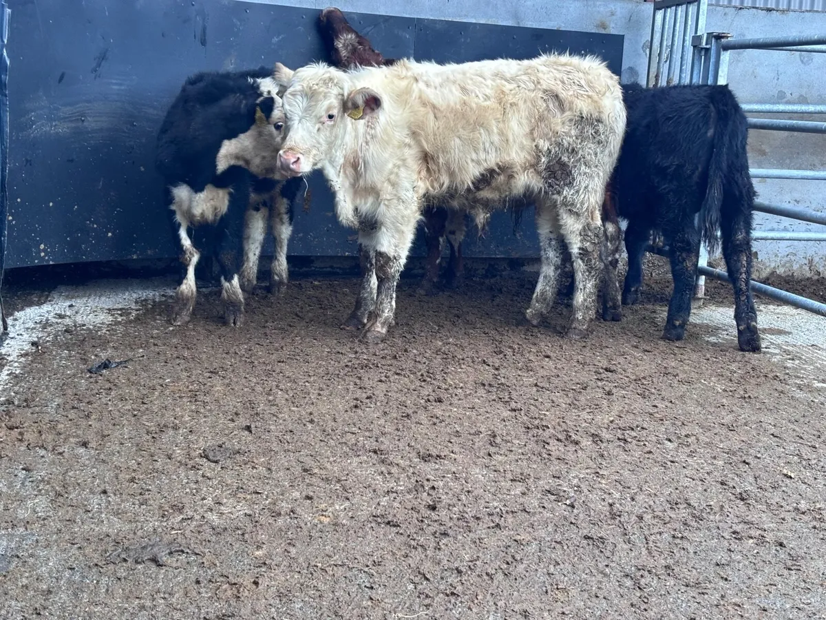 4 bull Weanlings for sale @€975 - Image 4