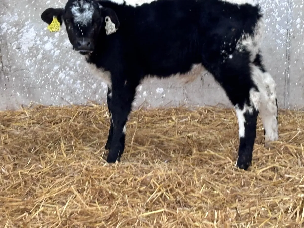 Speckle bull calf @€385 - Image 2