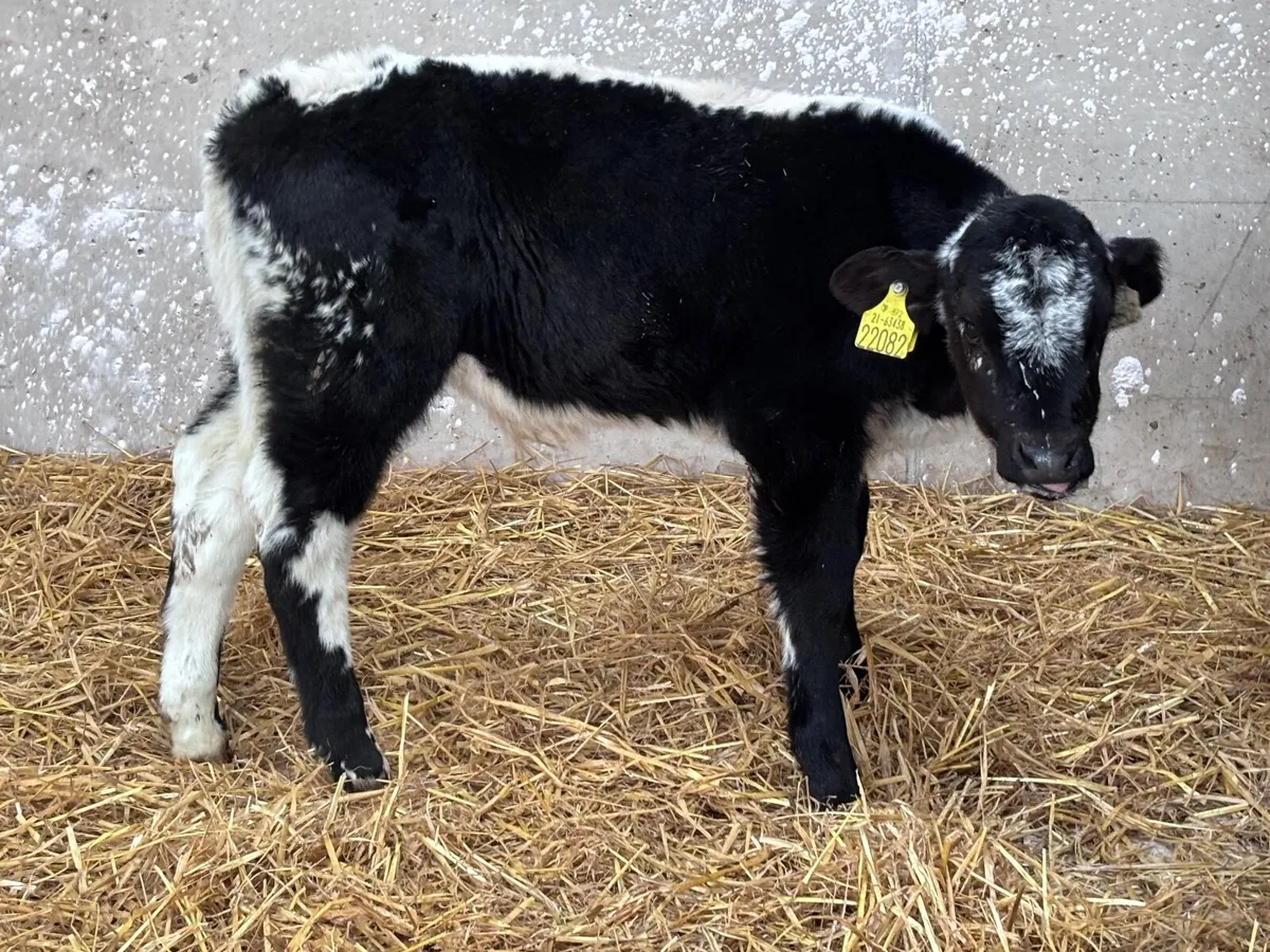 Speckle bull calf @€385 - Image 1