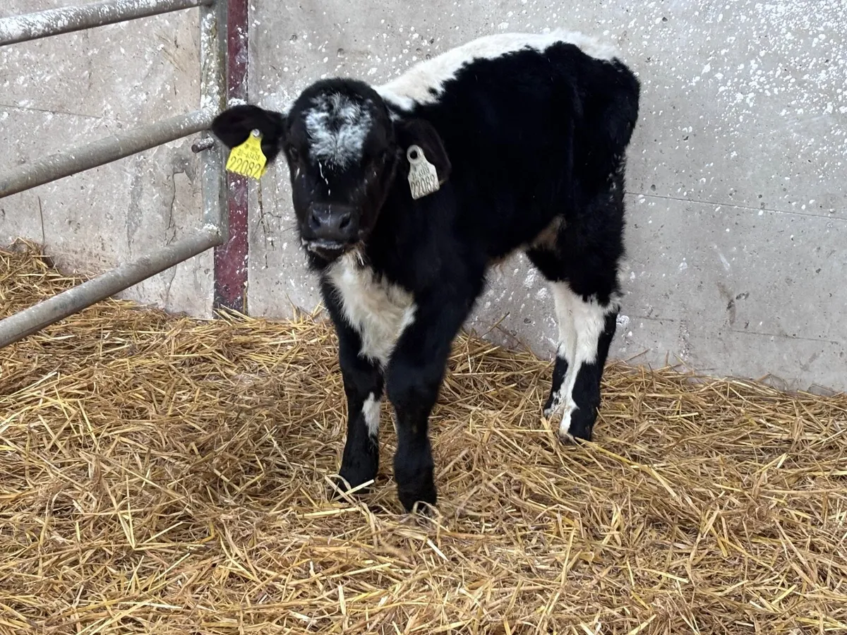 Speckle bull calf @€385 - Image 3
