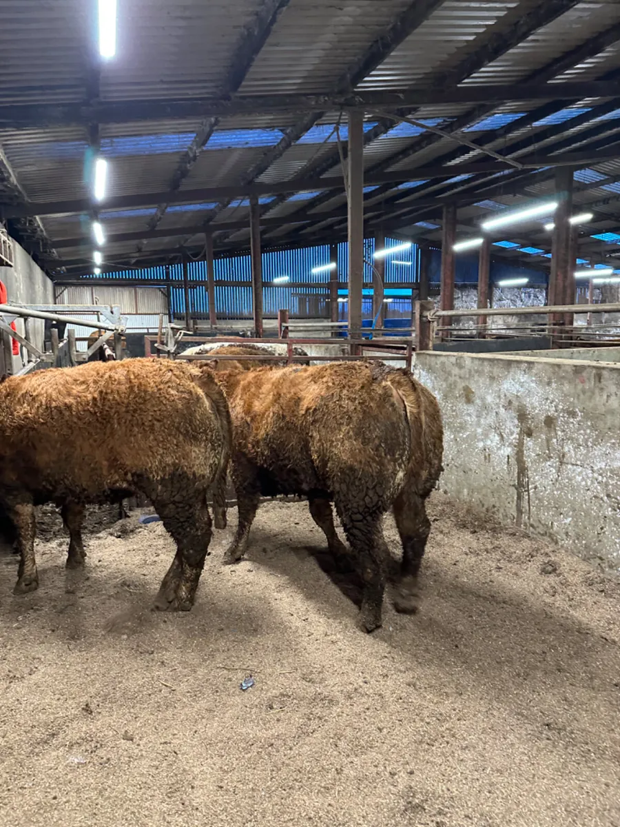 In calve lim heifers - Image 1