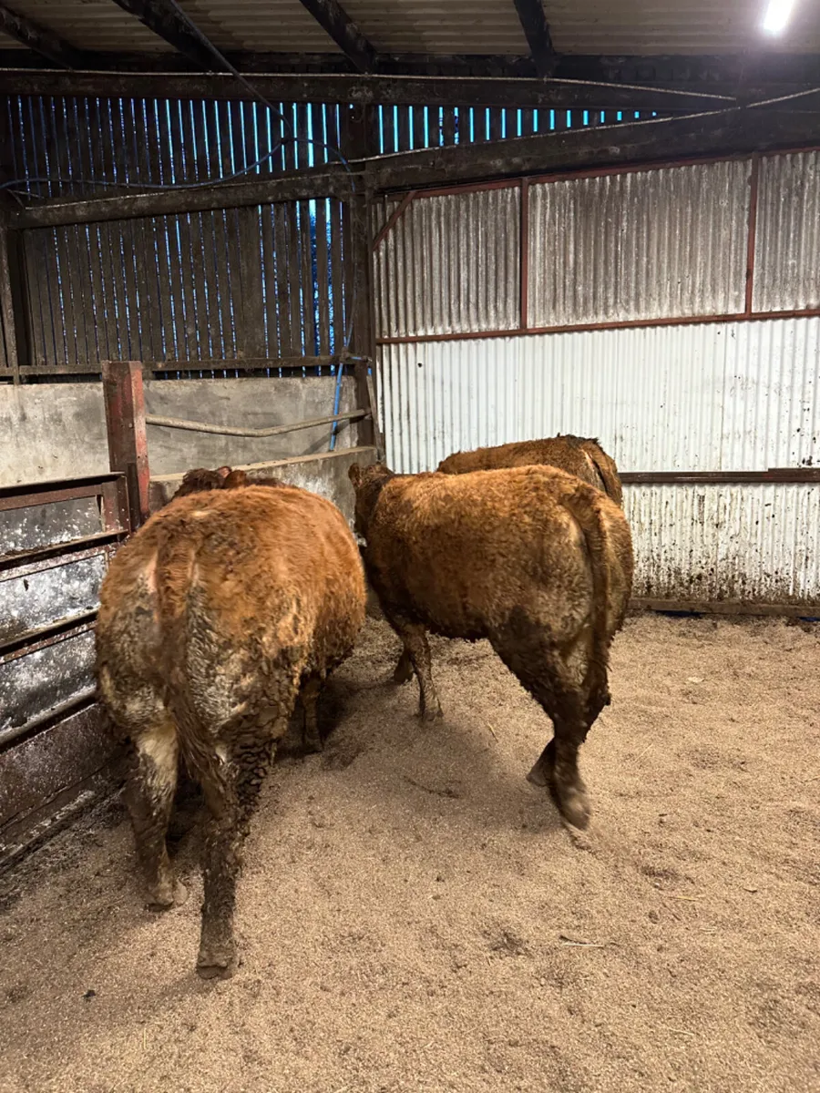 In calve lim heifers - Image 4