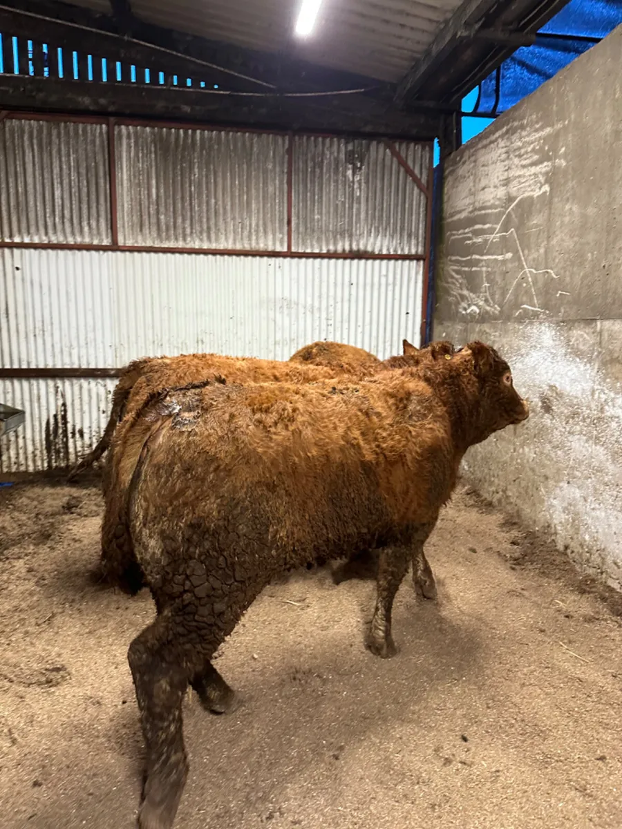 In calve lim heifers - Image 3