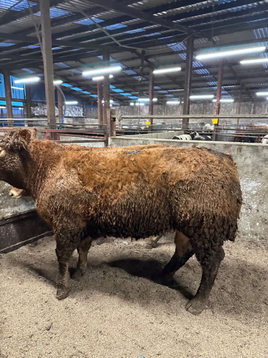 In calve lim heifers - Image 2